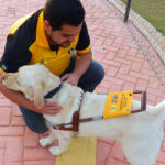 Dia Internacional do Cão-Guia 2021: Instituto treina e doa cães-guias