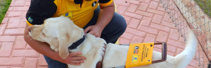 Dia Internacional do Cão-Guia 2021: Instituto treina e doa cães-guias