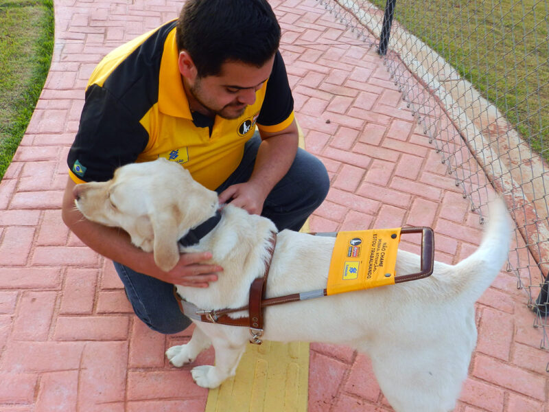 Dia Internacional do Cão-Guia 2021: Instituto treina e doa cães-guias