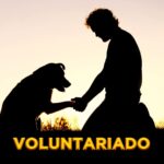 Dia Nacional do Voluntariado 2021: Fundamental na socialização de cães-guias para cegos