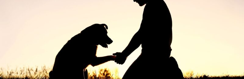 Dia Nacional do Voluntariado 2021: Fundamental na socialização de cães-guias para cegos