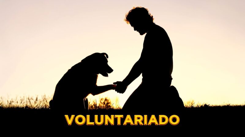 Dia Nacional do Voluntariado 2021: Fundamental na socialização de cães-guias para cegos