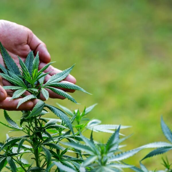 Imagem de duas mão segurando uma pequena planta de cannabis. UFSC realiza 3º intercâmbio de pacientes de cannabis medicinal.