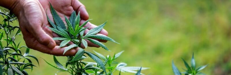 UFSC realiza 3º intercâmbio de pacientes de cannabis medicinal