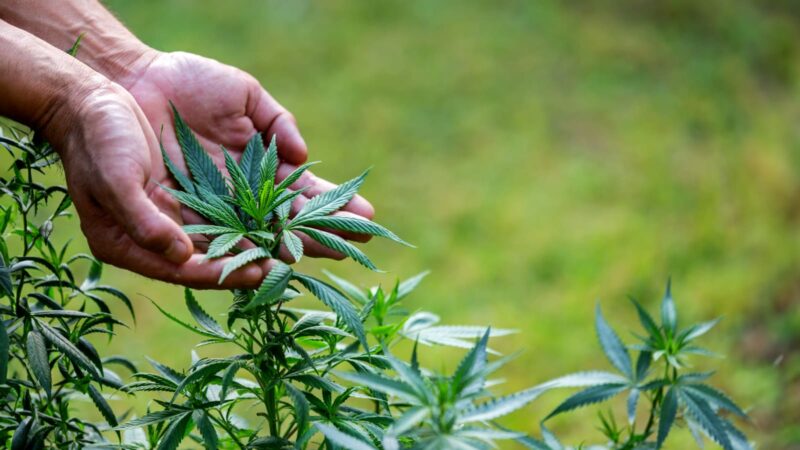 UFSC realiza 3º intercâmbio de pacientes de cannabis medicinal