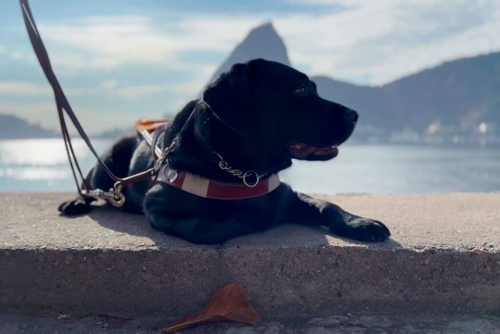 Pix, o cão-guia preto de Camila, deitado em uma calçada com montanhas e água ao fundo.